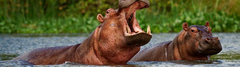 Botswana : un hippopotame charge un bateau de touristes en plein safari
