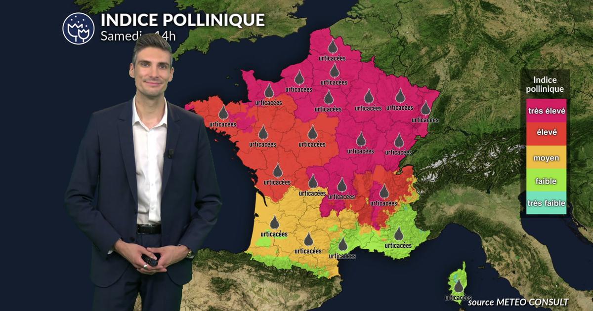 Pollens et allergies : risque allergique maximal aux urticacées au nord du pays ce samedi