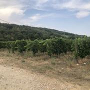 Chanos-Curson 16/08/2026