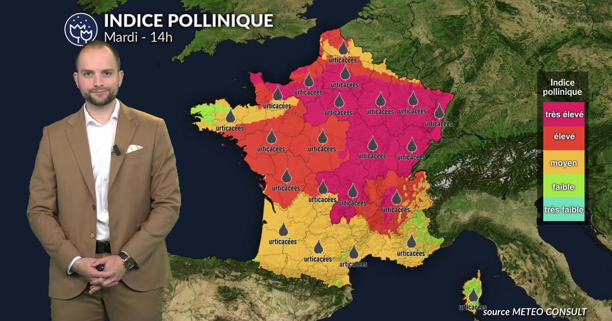 Pollens et allergies : urticacées et ambroisie en risque maximal