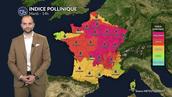 Pollens et allergies : urticacées et ambroisie en risque maximal