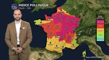 Pollens et allergies : urticacées et ambroisie en risque maximal