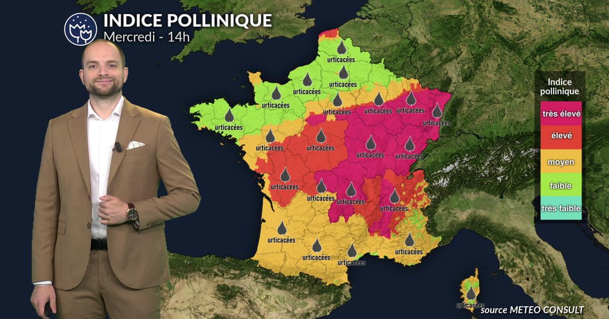 Alerte pollens maximale : l'ambroisie sature l'air de l'est avant l'arrivée libératrice des orages