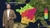 Alerte pollens maximale : l'ambroisie sature l'air de l'est avant l'arrivée libératrice des orages