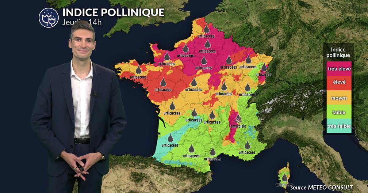 Pollens et allergies : pic d'urticacées et risque orageux ce jeudi