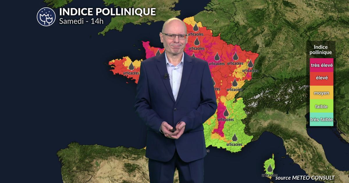 Alerte pollens pour samedi : l'ambroisie et les urticacées saturent l'air du nord et de l'est