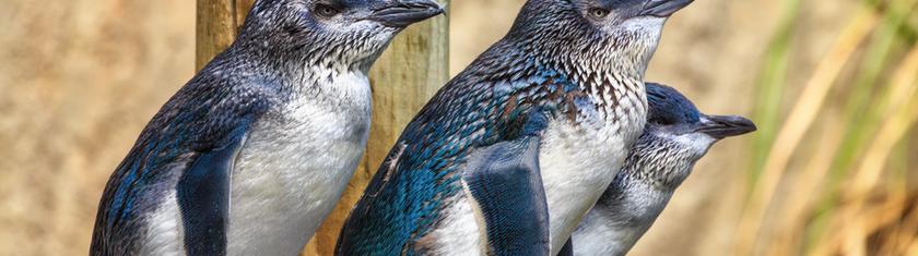L'Australie vaccine en urgence ses manchots pygmées contre la grippe aviaire