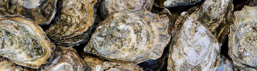 Dans le golfe du Mexique, des milliers de tonnes de coquilles d’huîtres redonnent vie aux fonds marins