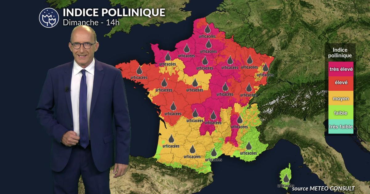 High Pollen Alert: Maximum Allergy Risk in Northern and Central France