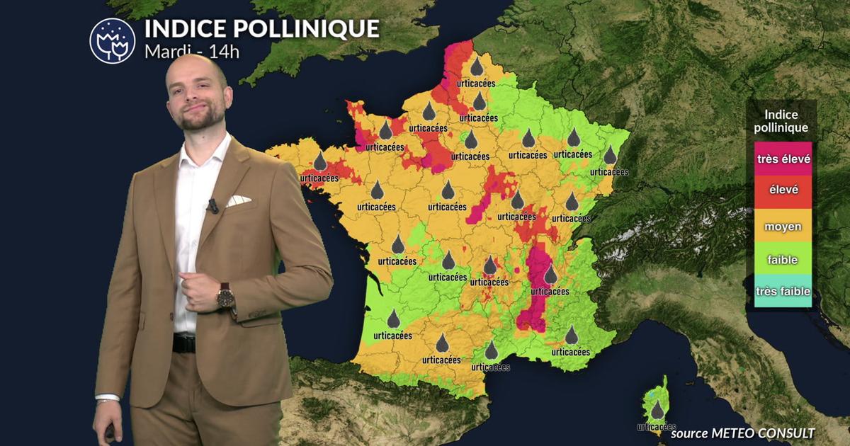 Pollens et allergies : un mardi actif pour l'ambroisie et les urticacées