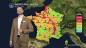Pollens et allergies : un mardi actif pour l'ambroisie et les urticacées
