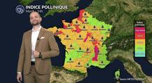 Pollens et allergies : un mardi actif pour l'ambroisie et les urticacées