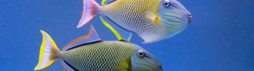 Dans l’oreille des poissons, de minuscules pierres racontent toute une vie