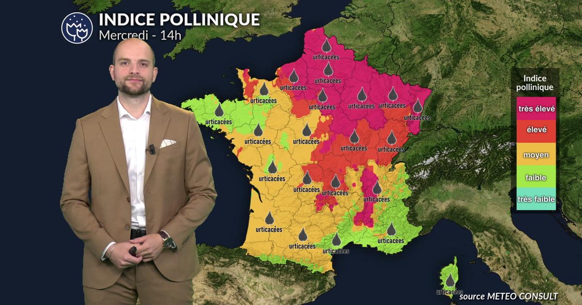 Pollens et allergies : urticacées et ambroisie saturent l'air du nord à l'est sous la chaleur