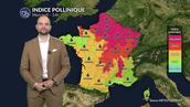 Pollens et allergies : urticacées et ambroisie saturent l'air du nord à l'est sous la chaleur