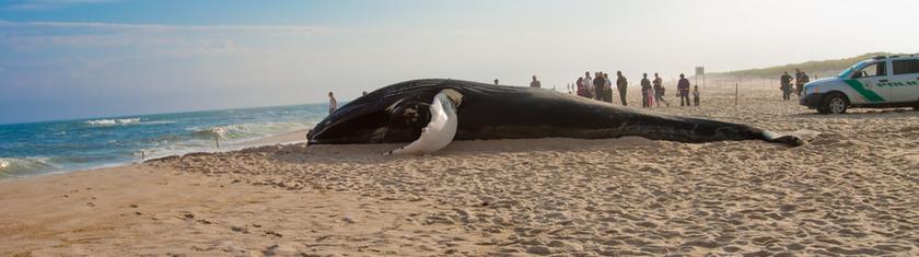 Mexique: une baleine retrouvée morte sur une plage du Pacifique