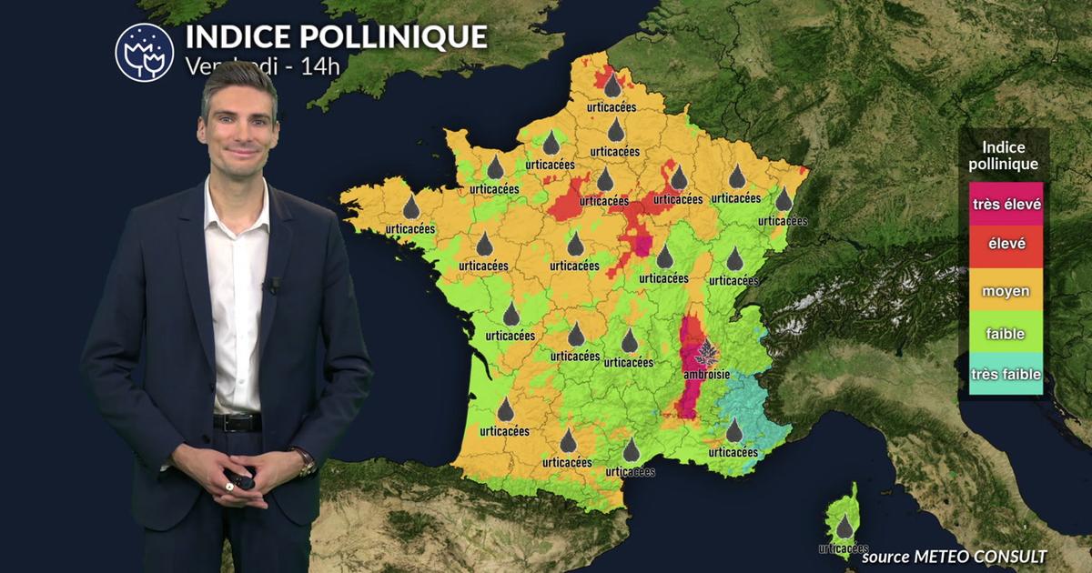 Pollens et allergies : les urticacées restent bien présents dans de nombreuses régions ce vendredi