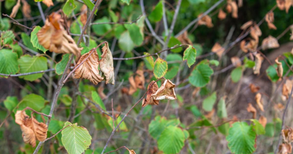Arbres roussis, chute des feuilles précoce : pourquoi les paysages prennent déjà des allures automnales ?