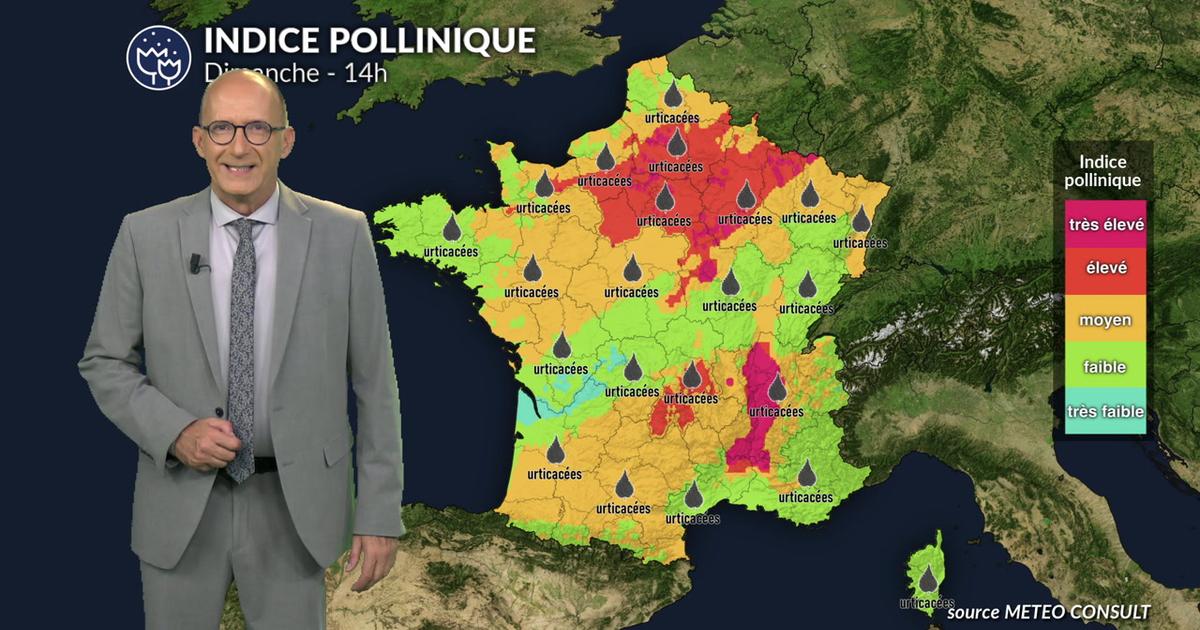 Alerte rouge aux pollens dimanche : l'ambroisie et les urticacées très présents sur la moitié nord et l'est du pays