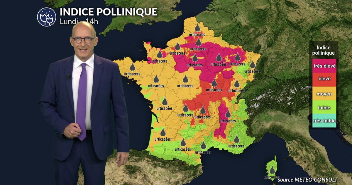 Alerte pollens : l'ambroisie et les urticacées très présents dans l'air du Nord au Grand Est avec un risque maximal