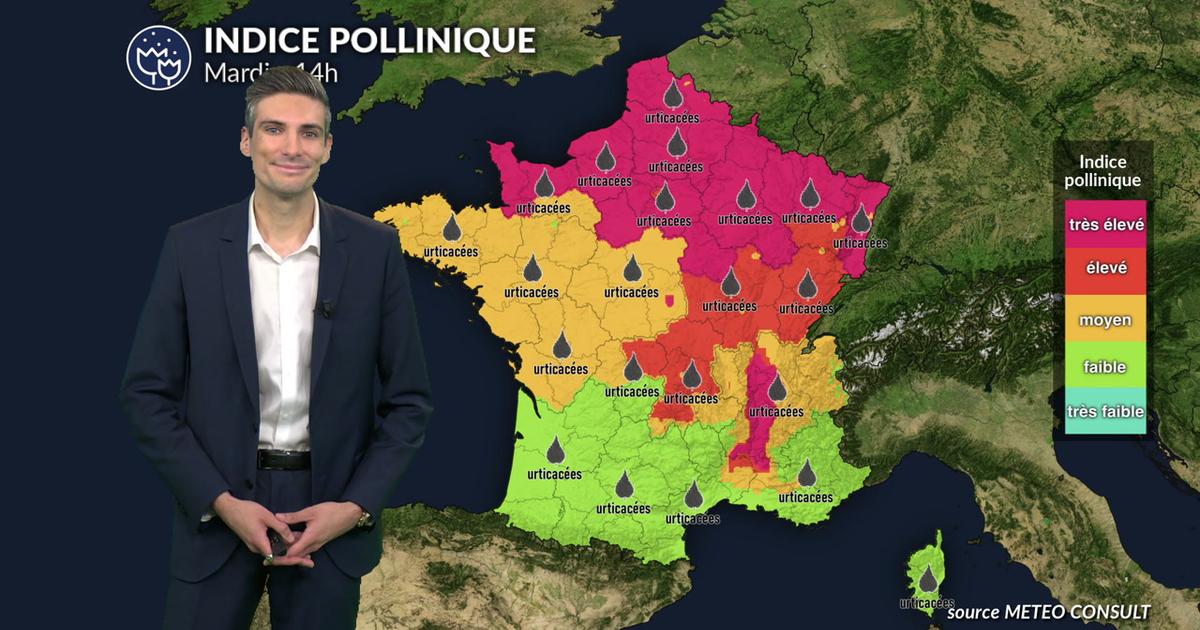 Pollens et allergies : urticacées et ambroisie sont très présents sous le soleil et la chaleur