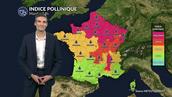 Pollens et allergies : urticacées et ambroisie sont très présents sous le soleil et la chaleur