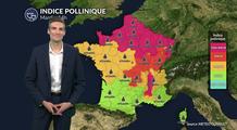 Pollens et allergies : urticacées et ambroisie sont très présents sous le soleil et la chaleur