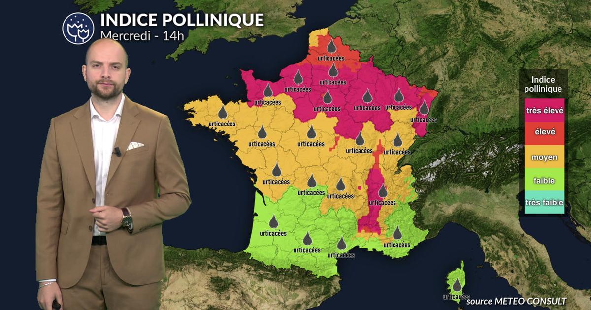 Pollens et allergies : ambroisie et urticacées saturent l'air sous la chaleur