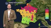 Pollens et allergies : ambroisie et urticacées saturent l'air sous la chaleur
