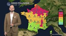 Pollens et allergies : ambroisie et urticacées saturent l'air sous la chaleur