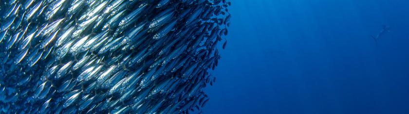 Des milliers de sardines mortes en Afrique du Sud : un virus inquiète les scientifiques