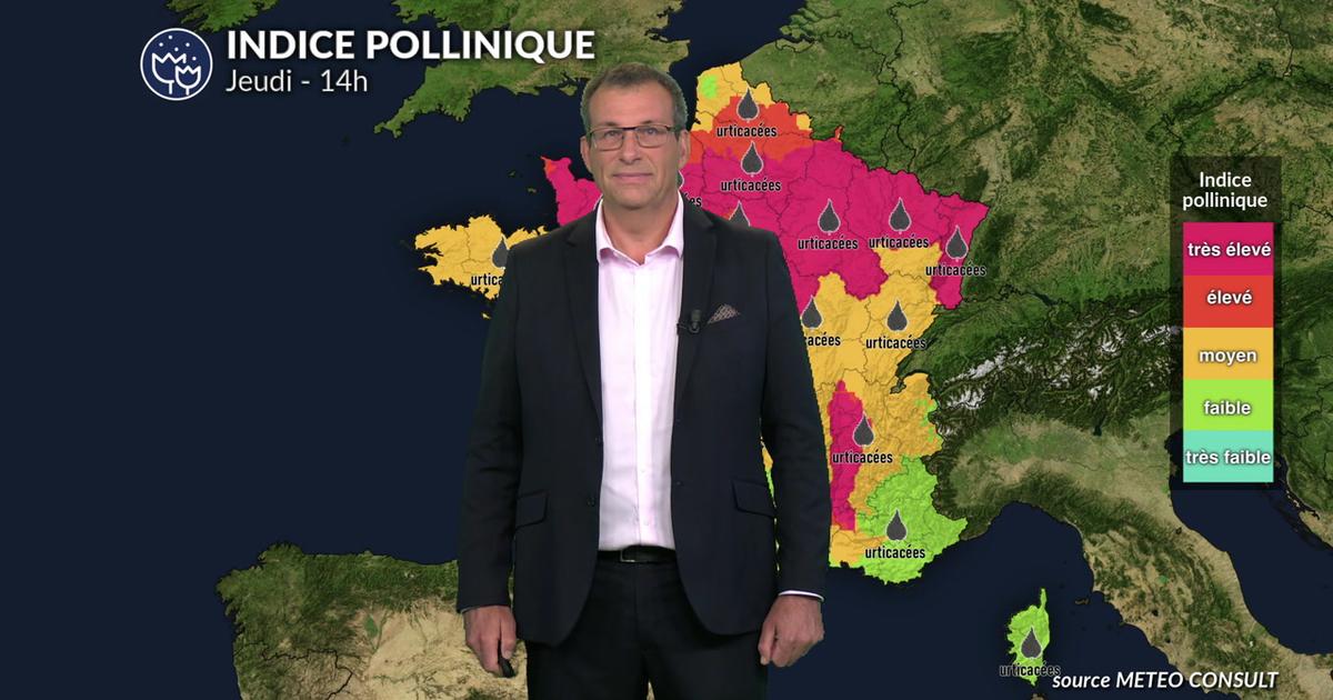Bulletin pollen pour jeudi : la chaleur provoque un pic d'ambroisie et d'urticacées
