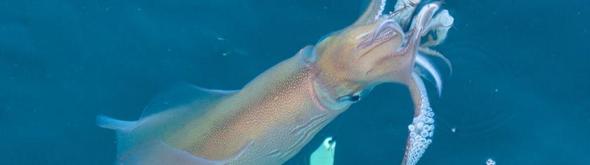Pêche au calamar à la turlutte : la technique japonaise qui conquiert les pêcheurs français