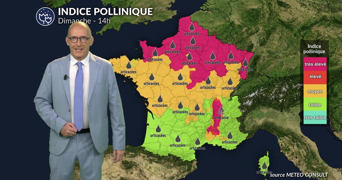 Alerte maximale dans le Nord et l'Est : la forte chaleur fait exploser les taux d'ambroisie et d'urticacées