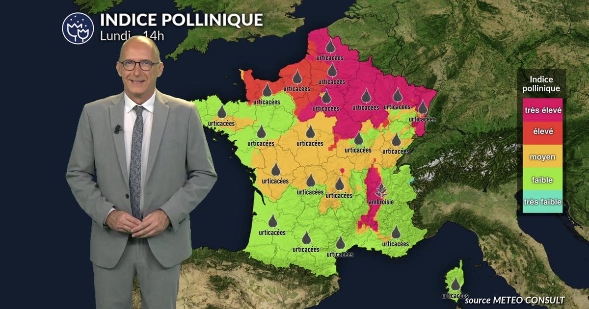 Alerte maximale à l'ambroisie et aux urticacées dans l'est et le nord sous la chaleur