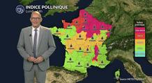Alerte maximale à l'ambroisie et aux urticacées dans l'est et le nord sous la chaleur