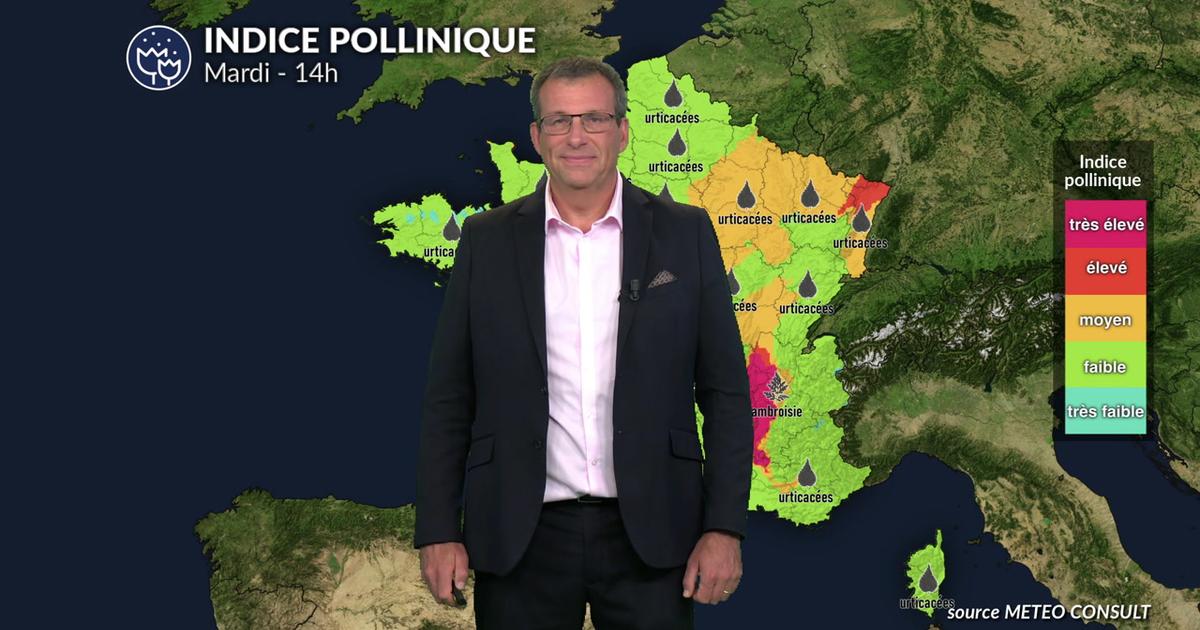 Bulletin pollinique pour mardi : amélioration par le nord-ouest avec le retour de la pluie