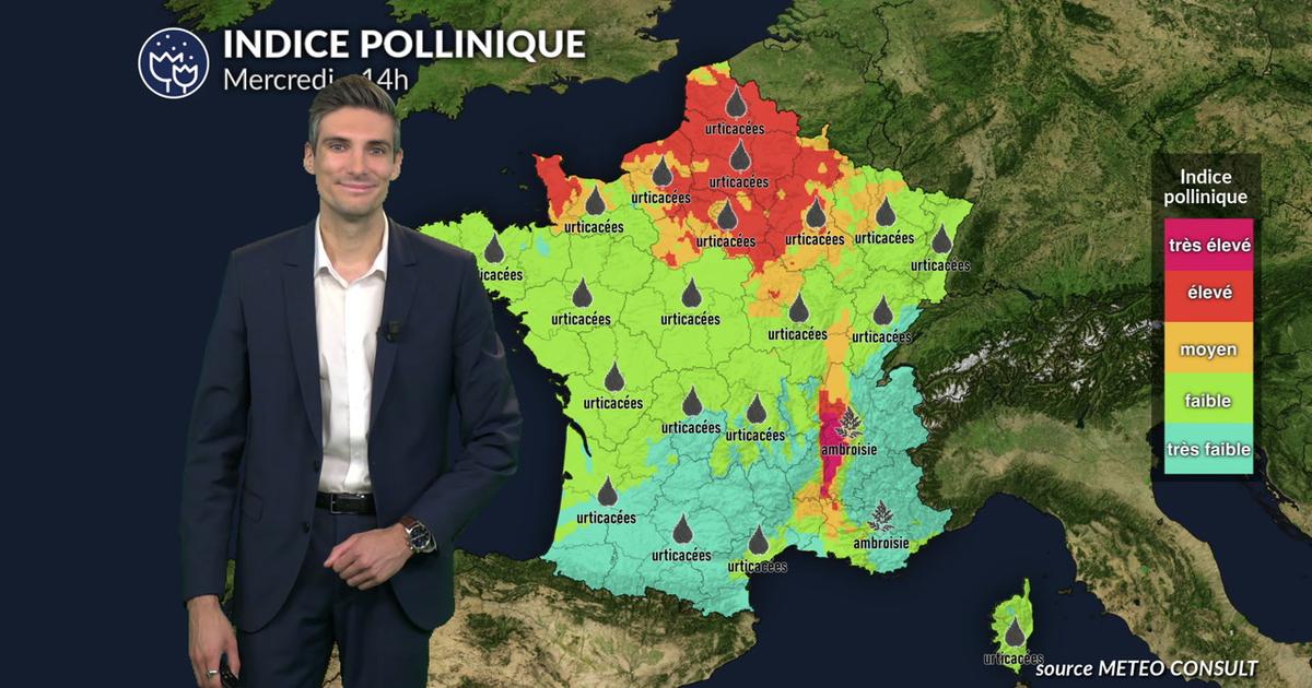 Pollens et allergies ce mercredi : l'ambroisie et les urticacées encore présents au nord et dans la vallée du Rhône
