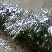 Estissac 25/11/2010