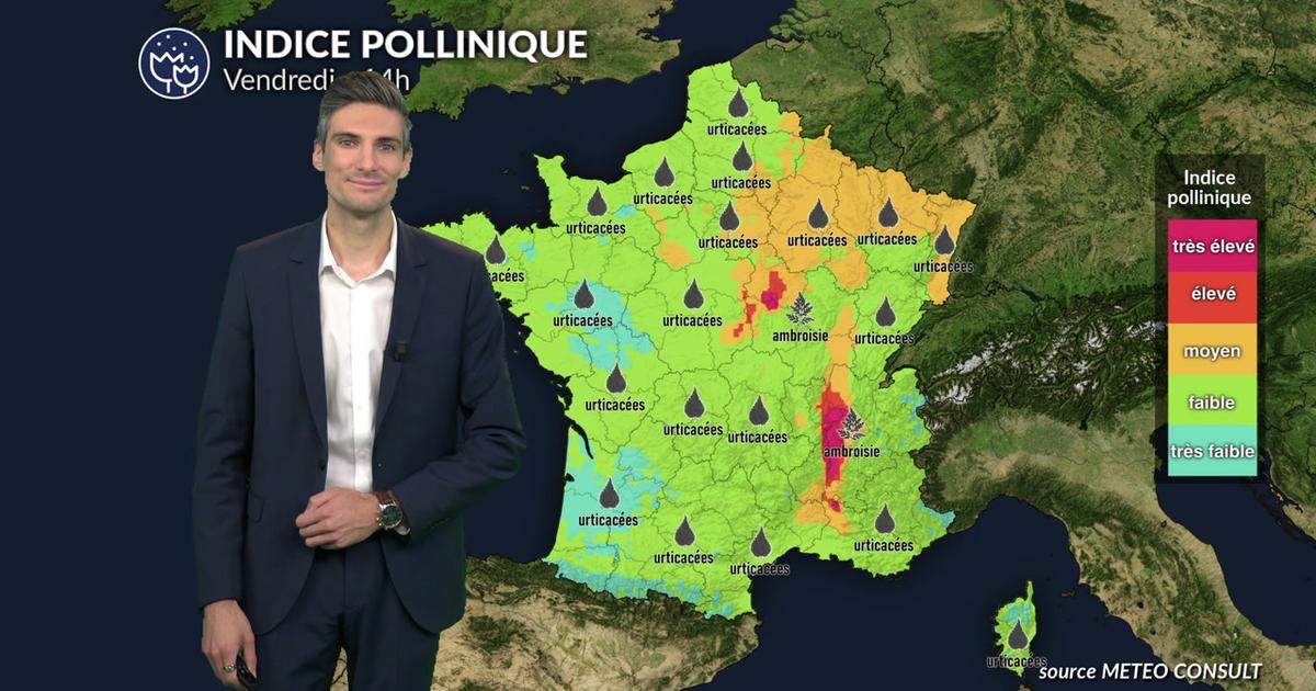 Pollens et allergies : l'ambroisie bien présente dans la vallée du Rhône ce vendredi