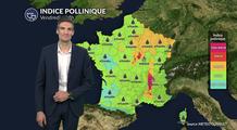 Pollens et allergies : l'ambroisie bien présente dans la vallée du Rhône ce vendredi
