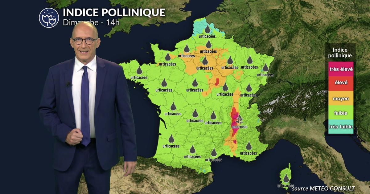 Pollens : un risque globalement faible en cette fin d’été