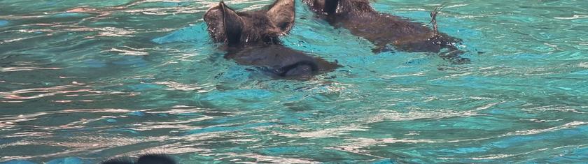 Grèce: nager avec de petits cochons noirs en mer Ionienne