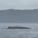 Tadoussac 16/09/2026