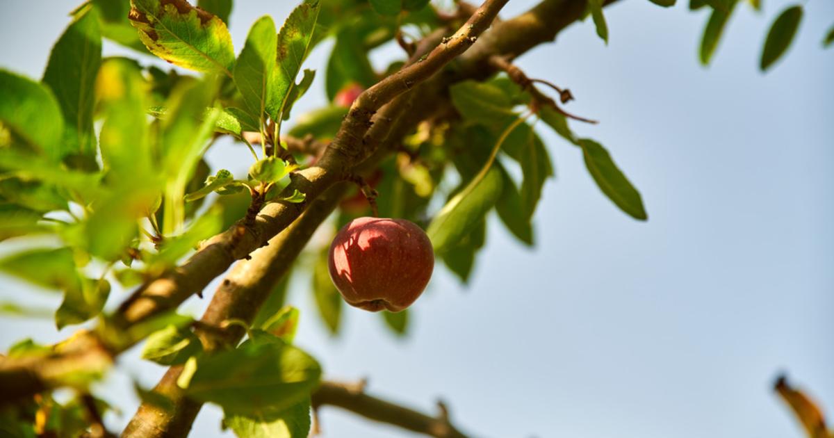 Sécheresse et canicules : les récoltes de pommes, poires, noisettes paient le prix d'un été 2026 hors normes