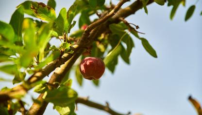 Sécheresse et canicules : les récoltes de pommes, poires, noisettes paient le prix d'un été 2026 hors normes