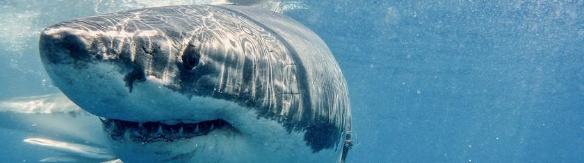 Au large de Percé (Canada), un plongeur grièvement blessé lors d’une attaque de requin blanc