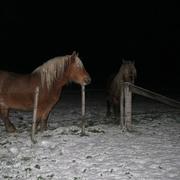 Montel-de-Gelat 26/11/2010