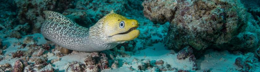 La murène ce prédateur craint à tort dans les rochers méditerranéens