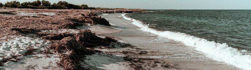 Pourquoi il ne faut pas enlever les posidonies échouées sur les plages